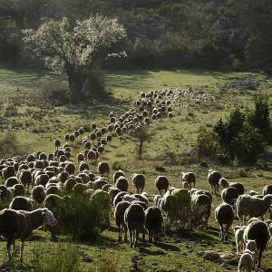 Les ovidés par Les ovidés