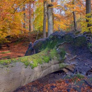 La forêt de Soignes en automne par La forêt de Soignes en automne