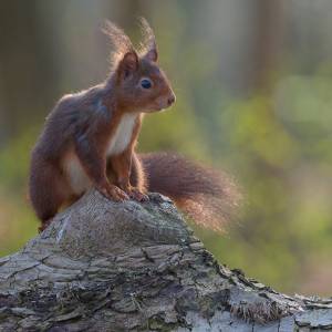 Les écureuils par Les écureuils
