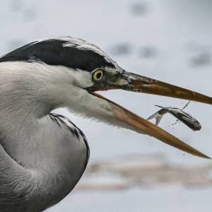 Les oiseaux 2 par Les oiseaux 2