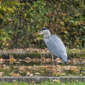 Les oiseaux 2 par Les oiseaux 2