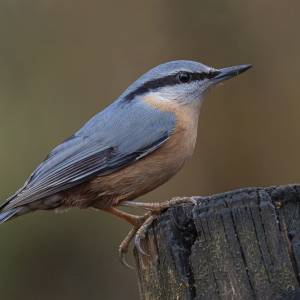 Les oiseaux 2 par Les oiseaux 2