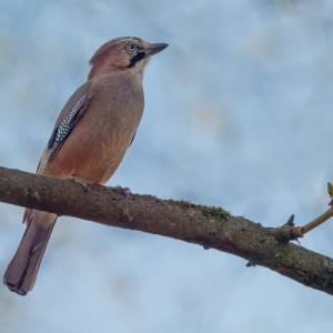 Les oiseaux 2 par Les oiseaux 2