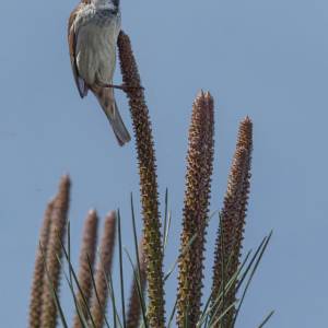 Les oiseaux 3 par Les oiseaux 3