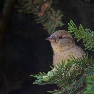 Les oiseaux 3 par Les oiseaux 3