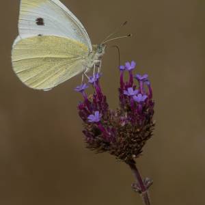 Les papillons par Les papillons
