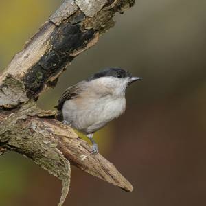 Les oiseaux 3 par Les oiseaux 3