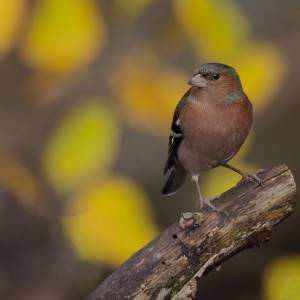 Les oiseaux 3 par Les oiseaux 3
