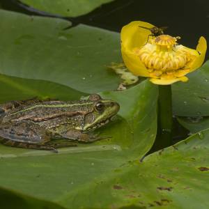 Batraciens & reptiles par Batraciens & reptiles